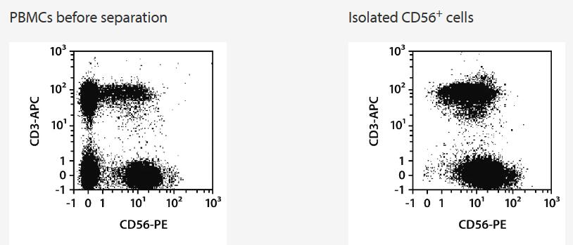 CD56+ cells were isolated from human peripheral blood mononuclear cells (PBMCs) using CD56 MicroBeads, an LS Column, and a MidiMACS Separator. Cells were fluorescently stained with CD56-PE and CD3-APC and analyzed by flow cytometry using the MACSQuant Analyzer. Cell debris and dead cells were excluded from the analysis based on scatter signals and propidium iodide fluorescence.